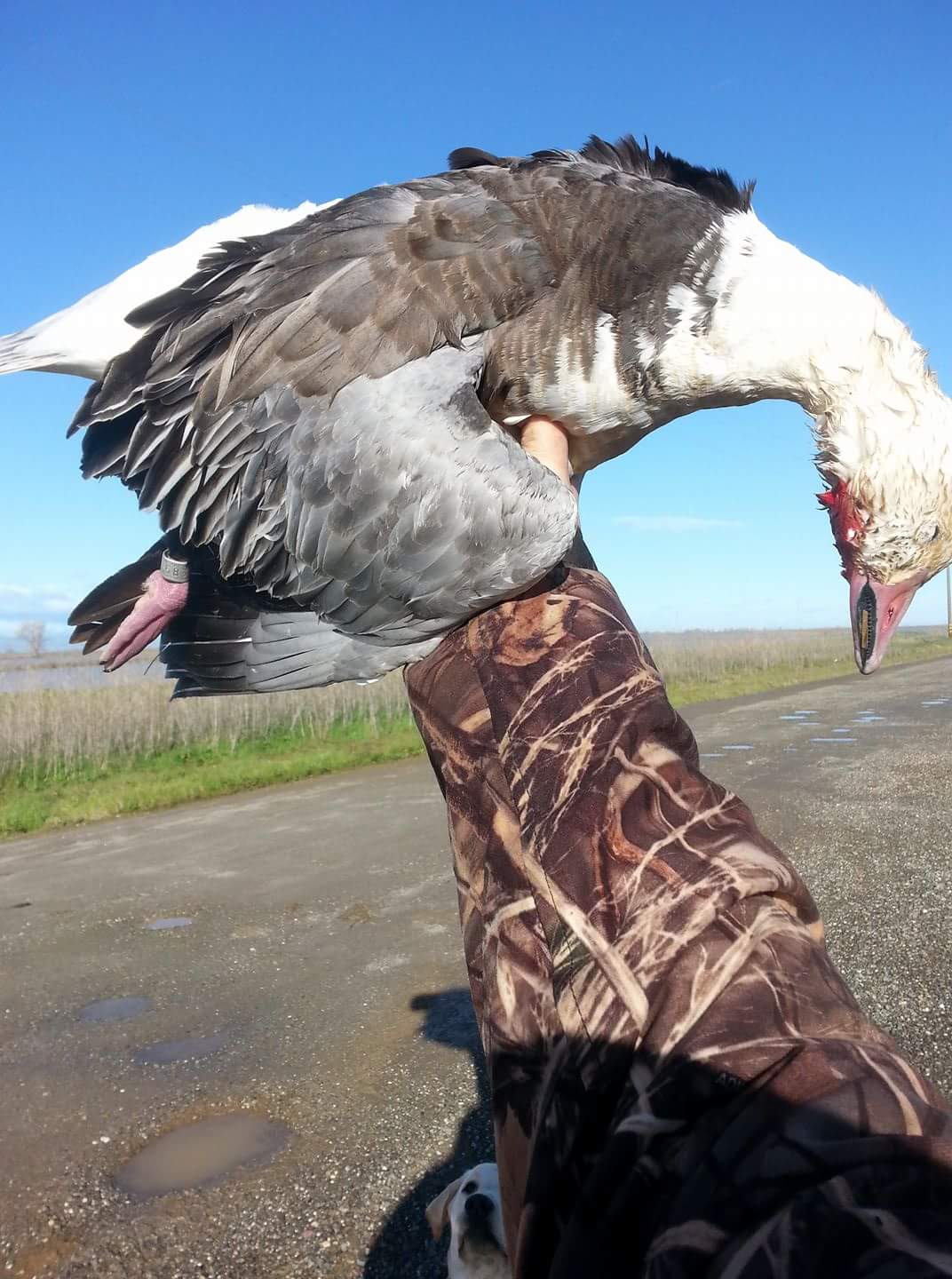 Adobe Rd Goose Pit