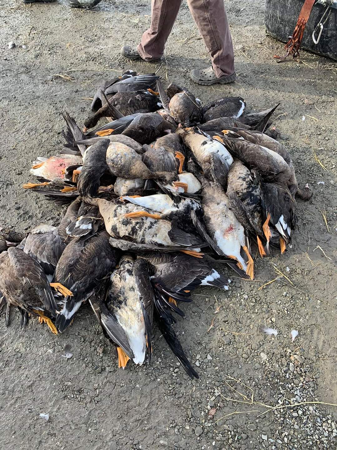 Snow goose Ranch